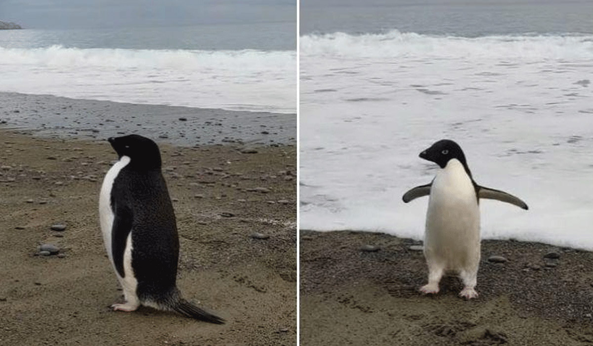 Rare Antarctic penguin accidentally travels 3,000km to New Zealand